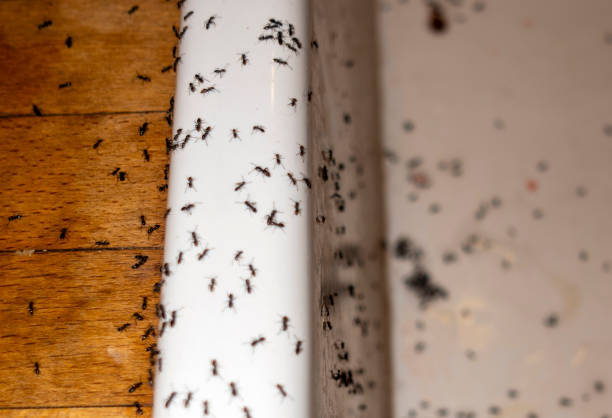 Best Affordable Pest Control Services  in Roosevelt, UT
